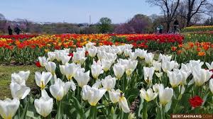 tulip - uma agribisnis